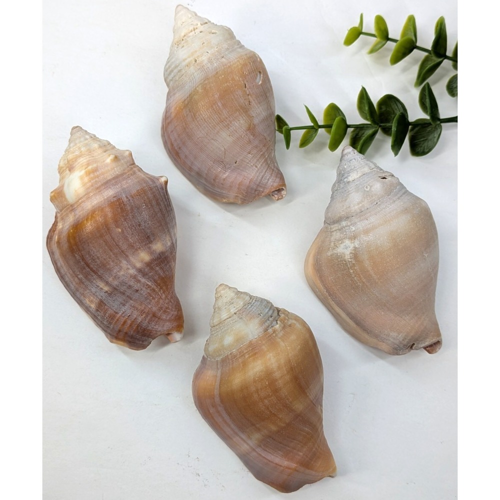 MAUVE LOT 4!🏖️Banded Tulip Sea Shells Beach Coastal Natural Decor 3" Projects